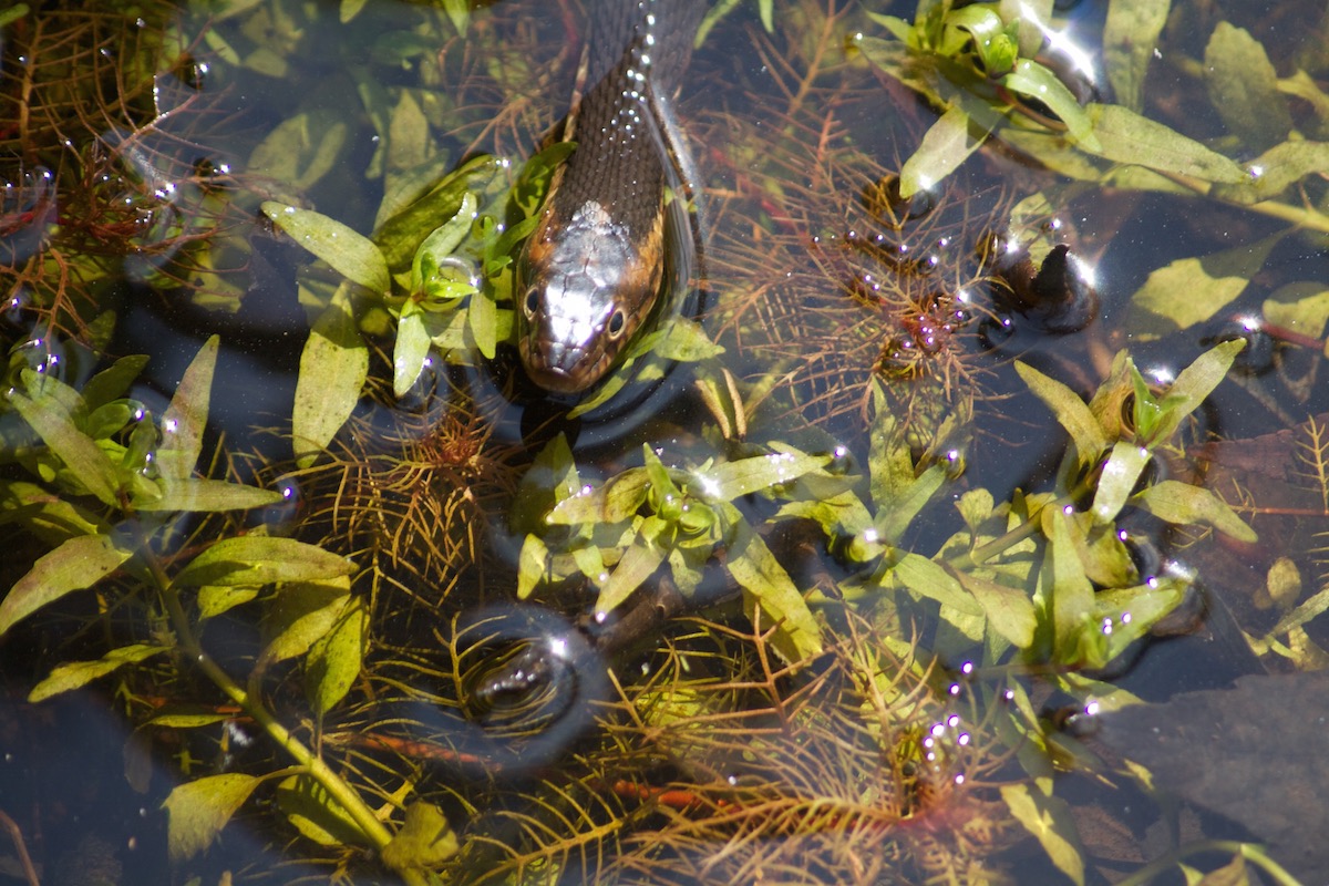 A water snake poking its head out of the weeds in the swamp at Lee State Park