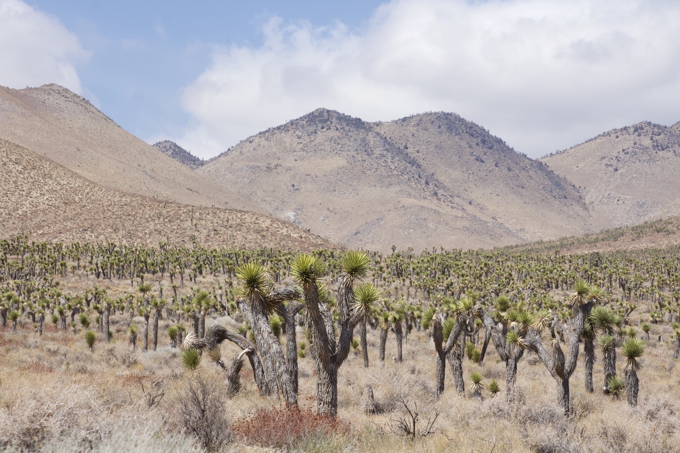 A grove of Joshua trees off CA 178 in the foothills of the Sierra Nevada