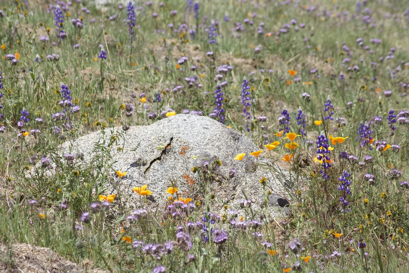 Wildflowers along the Kern River Trail