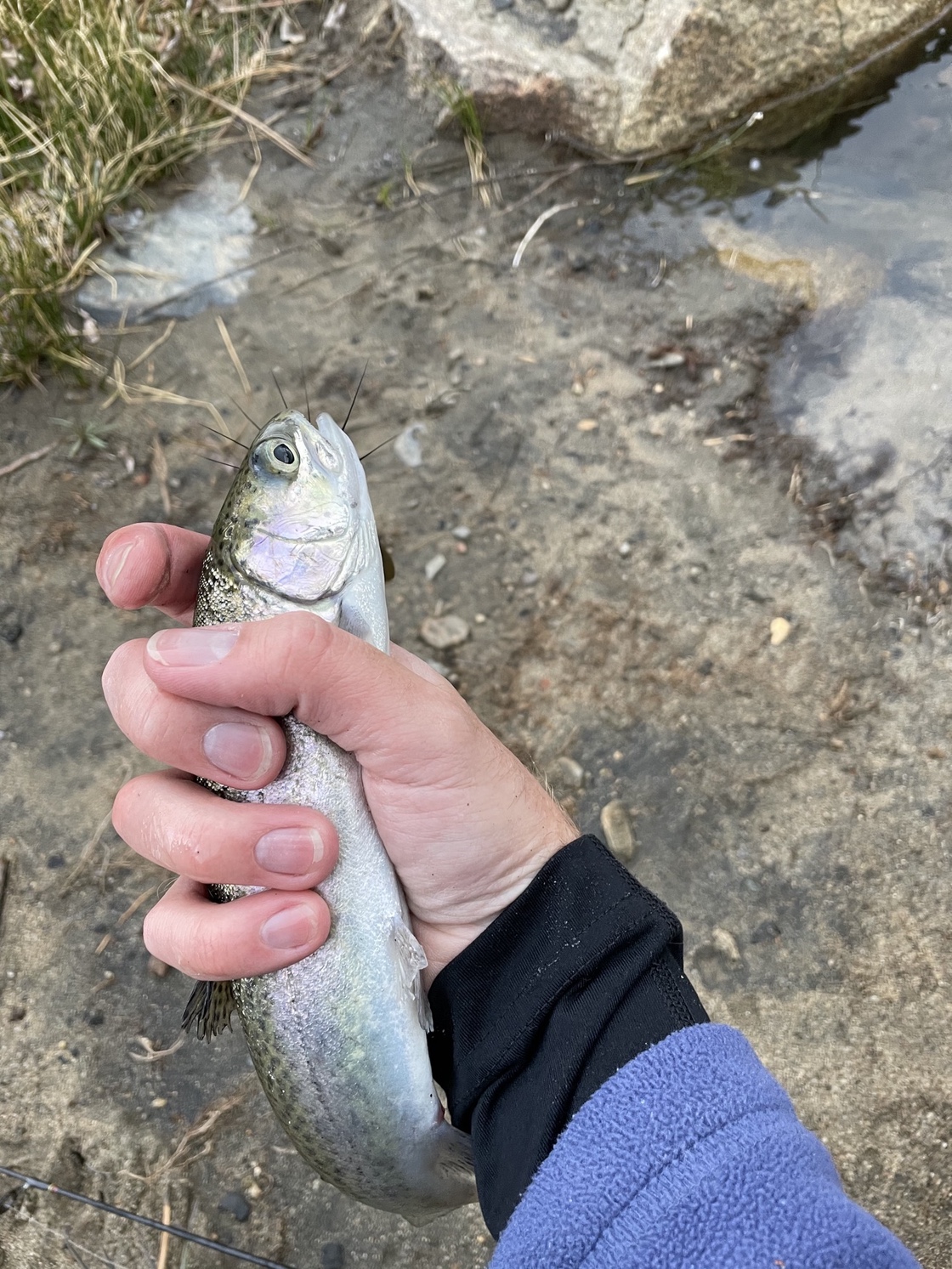 A rainbow trout caught on the Kern River