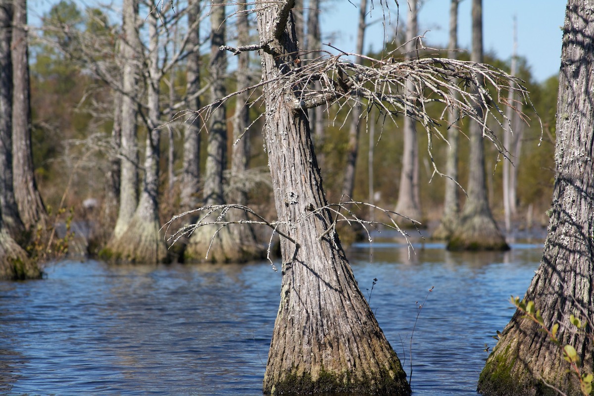 Cypress trees in the mill pond at Goodale State Park