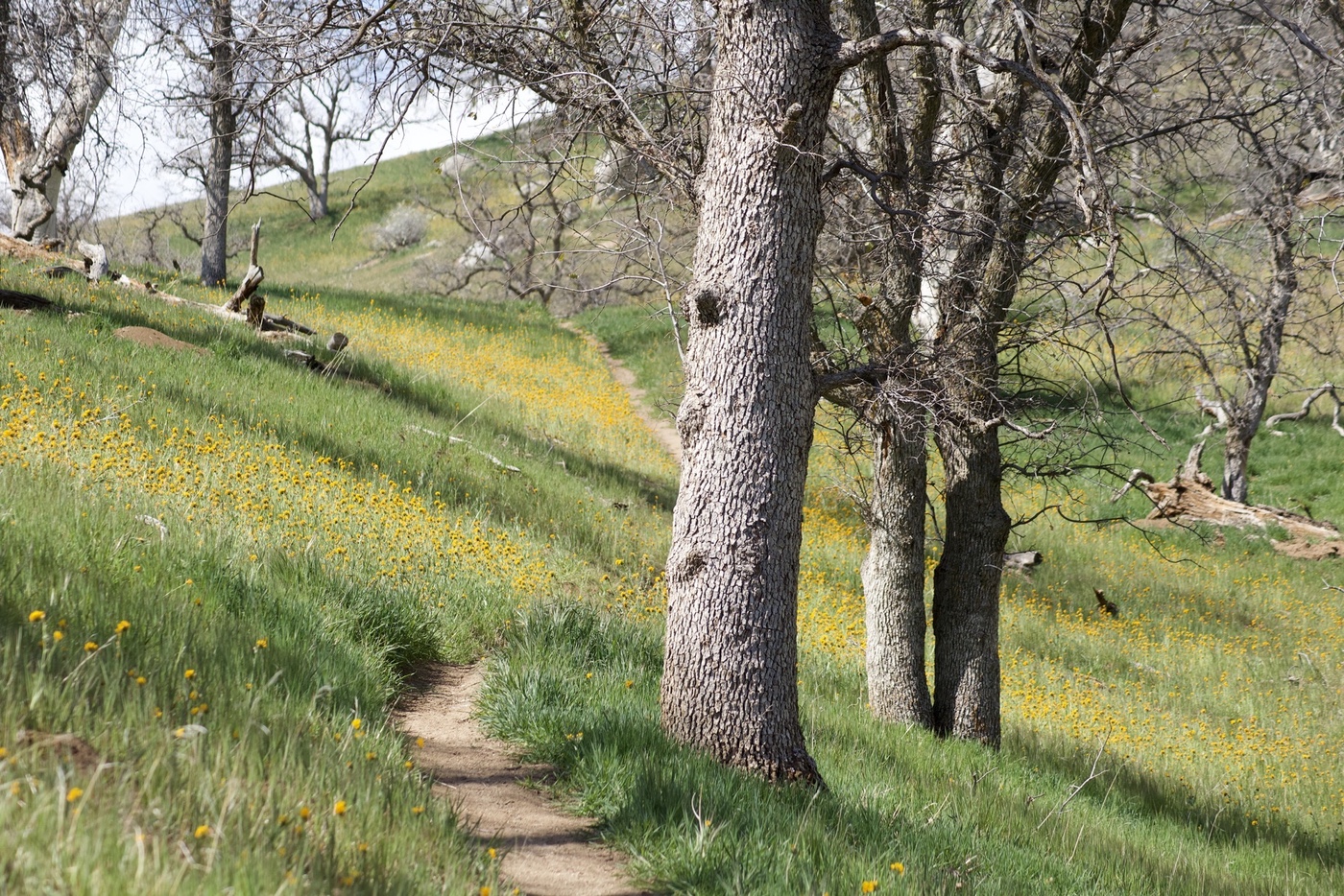 The Kern River Trail passing through some trees and wildflowers